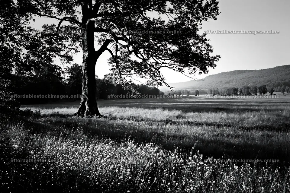 Silver dew meadow with a large tree and grassy field – stock images 9722x6480