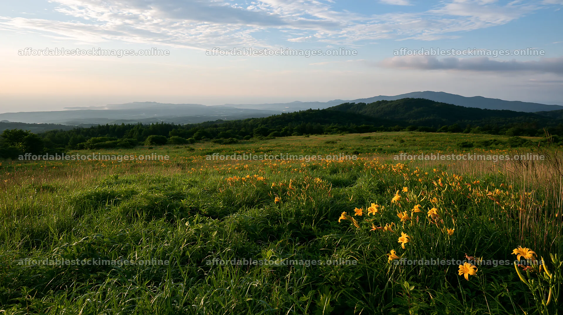 Iwate rain refreshed meadow seedhead foreground – stock images 10608x5938