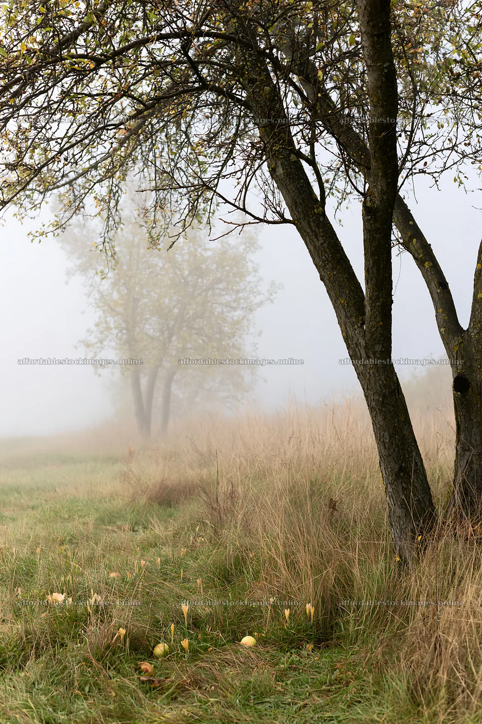 Foggy orchard meadow with trees in the background – stock images 6480x9722