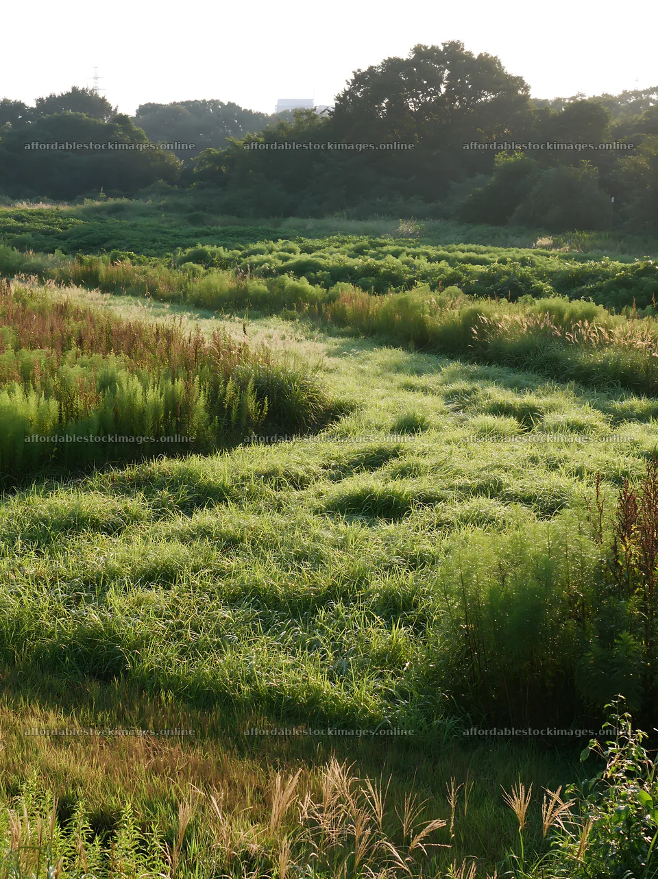 Tokyo urban biodiversity meadow with seedheads under morning – stock images 6866x9174
