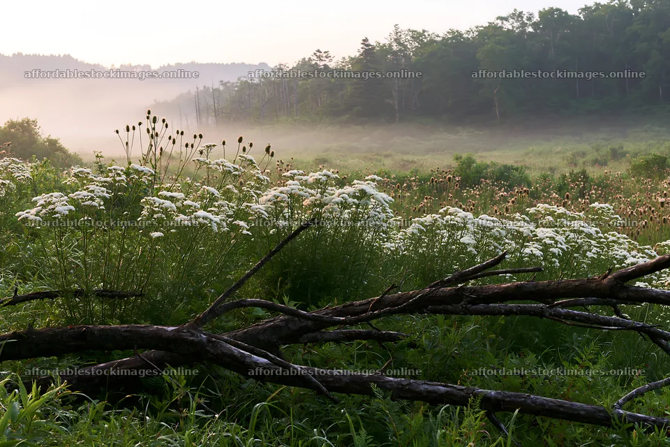 Yamagata rewilded meadow fallen branch in foreground – stock images 9722x6480