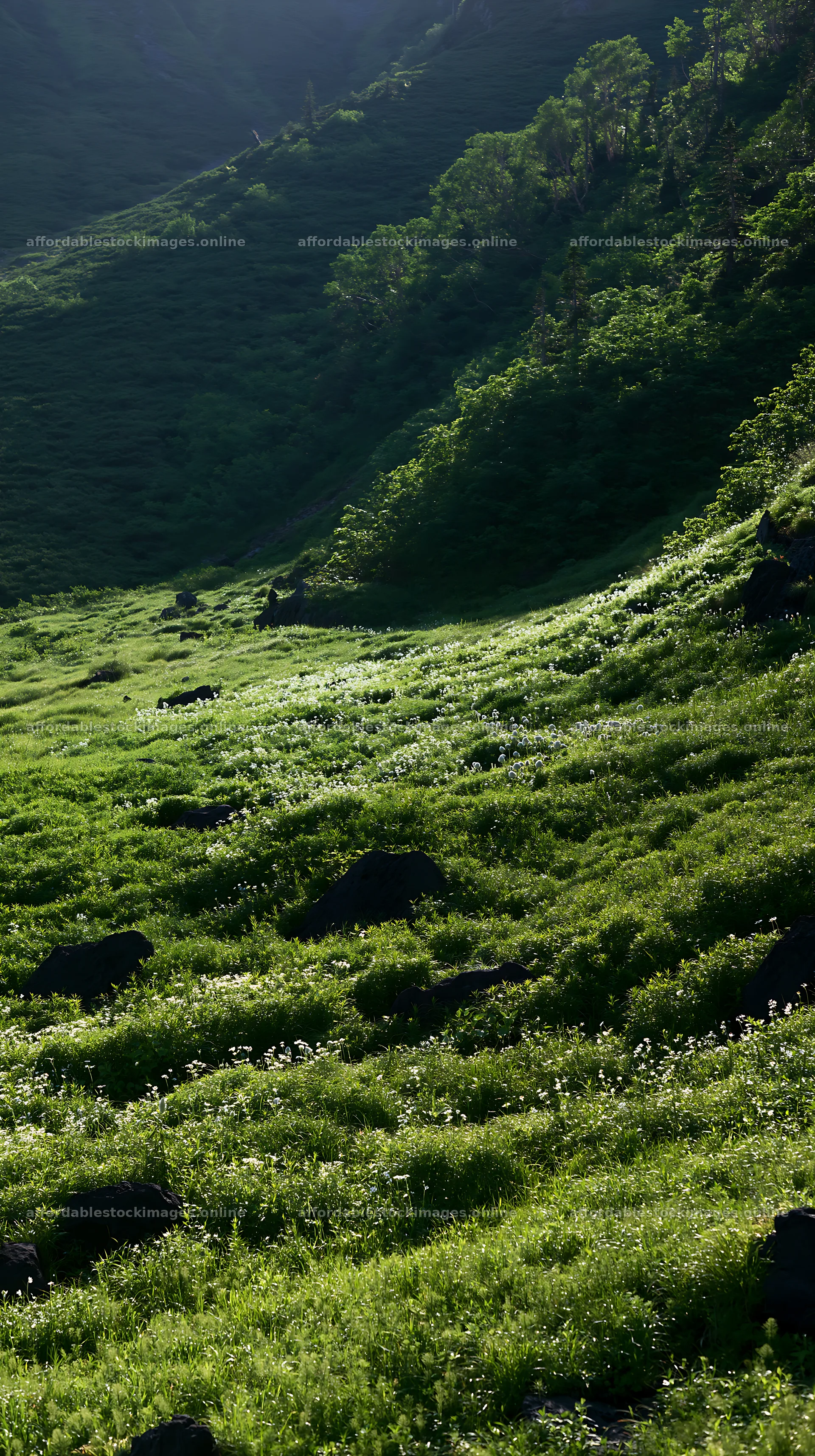 Yamanashi regenerative meadow with basalt stones in daylight – stock images 5938x10608