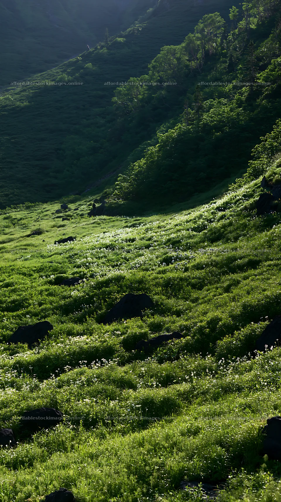 Yamanashi regenerative meadow with basalt stones in daylight – stock images 5938x10608