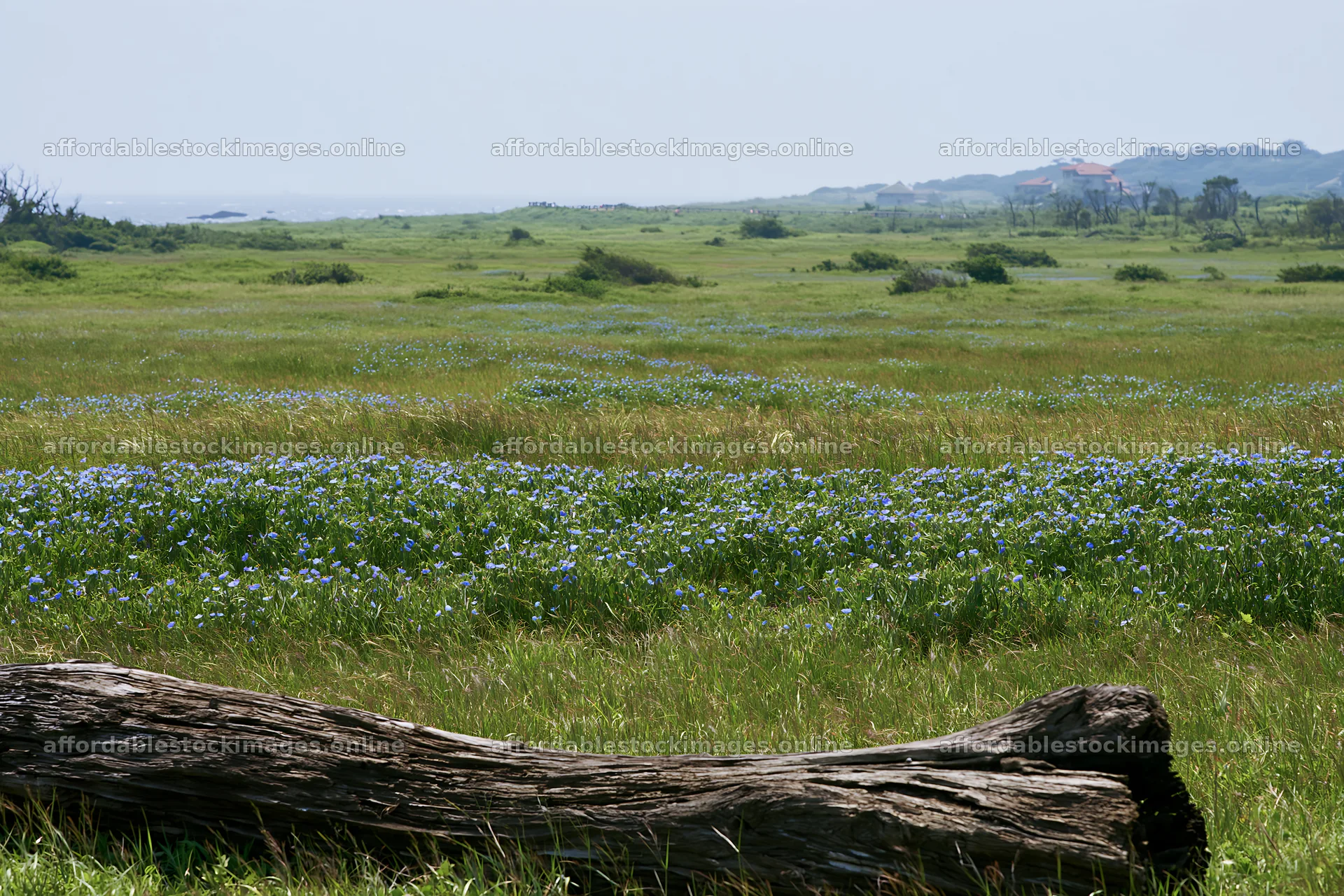 Chiba coastal climate meadow driftwood in the foreground – stock images 9722x6480