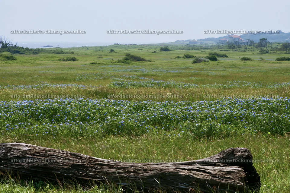 Chiba coastal climate meadow driftwood in the foreground – stock images 9722x6480
