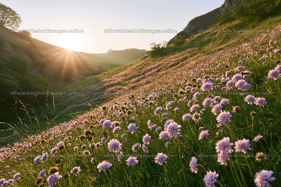 Sunlight over a chalk slope meadow filled with wildflowers – stock images 9722x6480