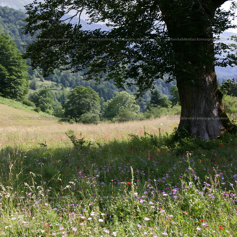 French meadow below Pyrenees range with trees and wildflowers – stock images 7938x7938