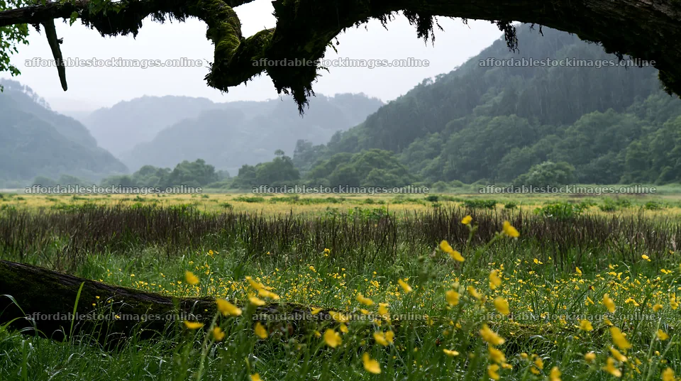 Gifu low-carbon meadow with mossy log and distant hills – stock images 10608x5938