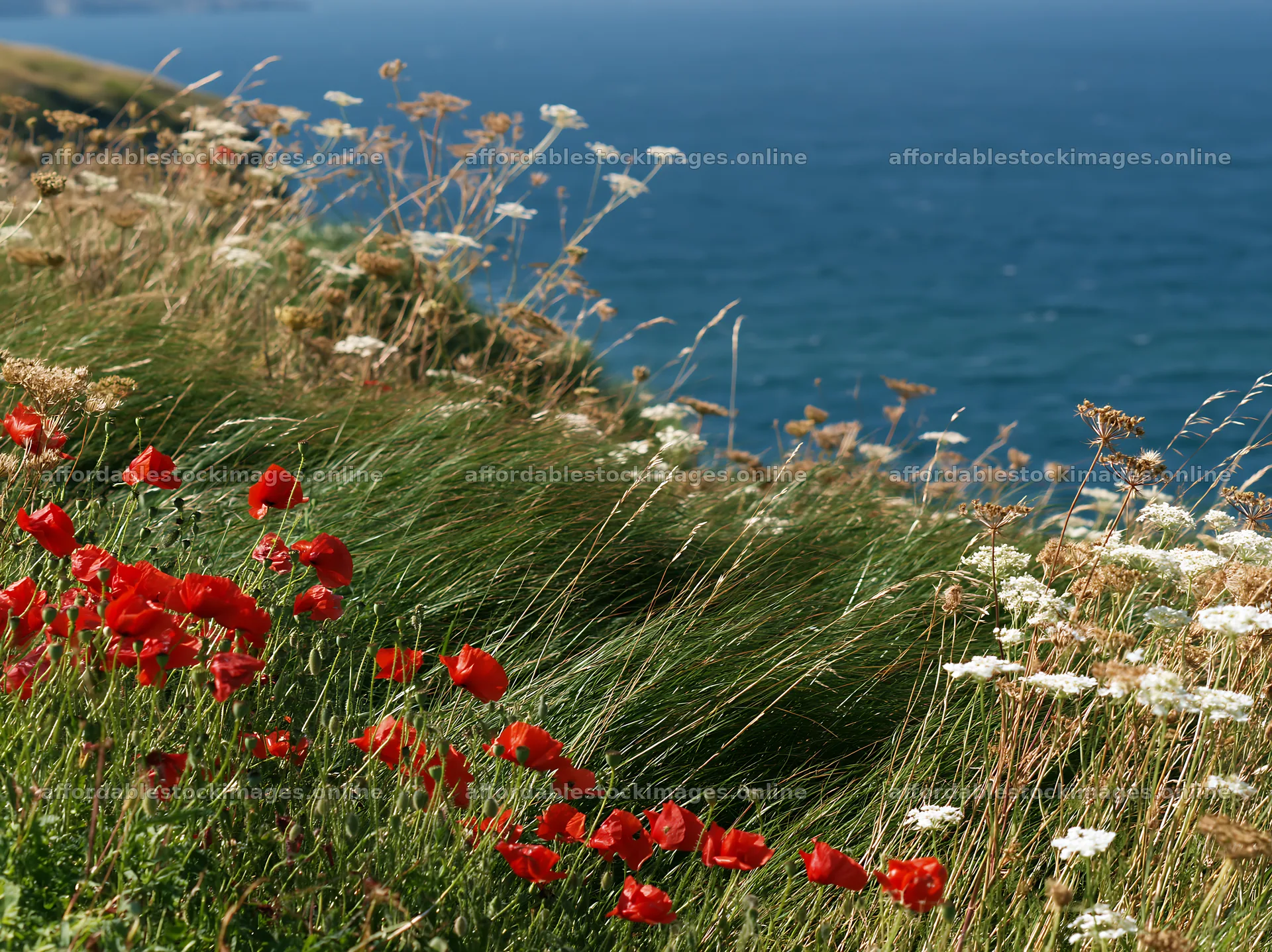 Clifftop meadow with flowers by the ocean – stock images 9174x6866