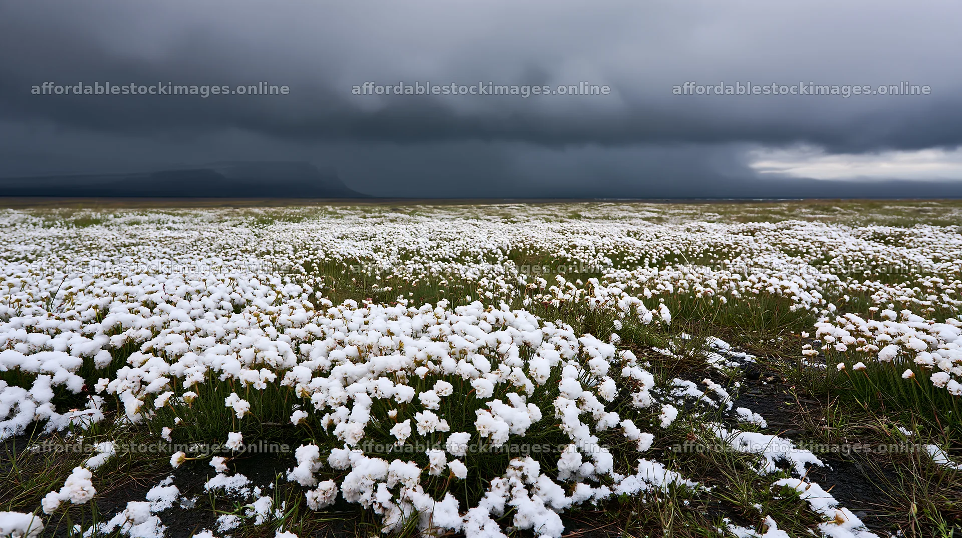 Dune meadow covered in snow under dark clouds – stock images 10608x5938