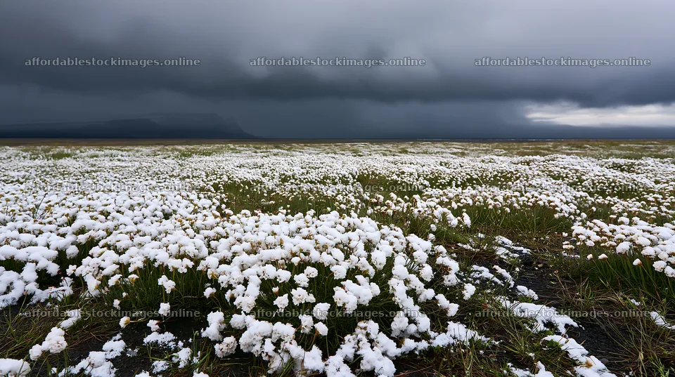 Dune meadow covered in snow under dark clouds – stock images 10608x5938