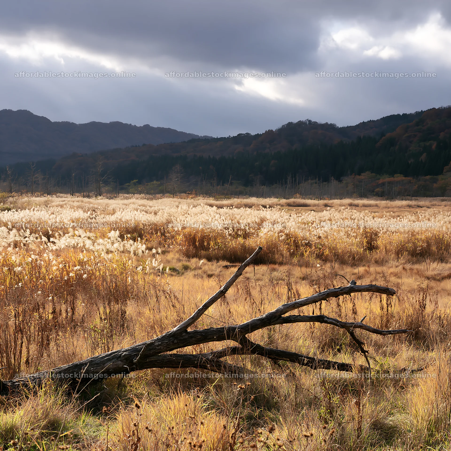 Yamagata rewilded meadow with fallen branch and tall grasses – stock images 7938x7938