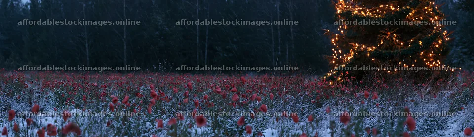 Decorated Christmas tree in snowy meadow with lights – stock images 14762x4268