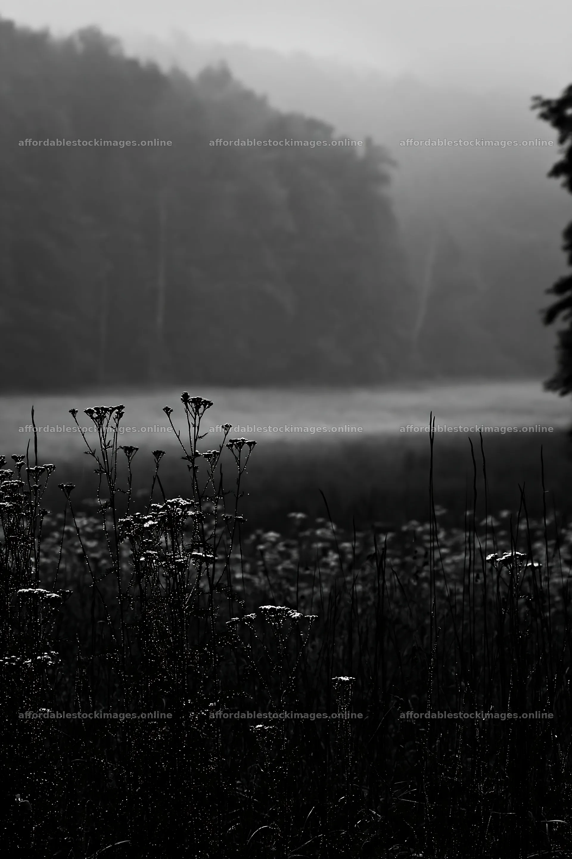 Hungarian meadow along wooded valley in mist – stock images 6480x9722