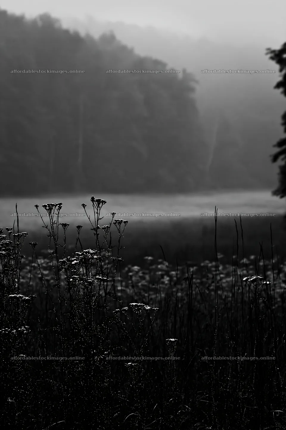 Hungarian meadow along wooded valley in mist – stock images 6480x9722