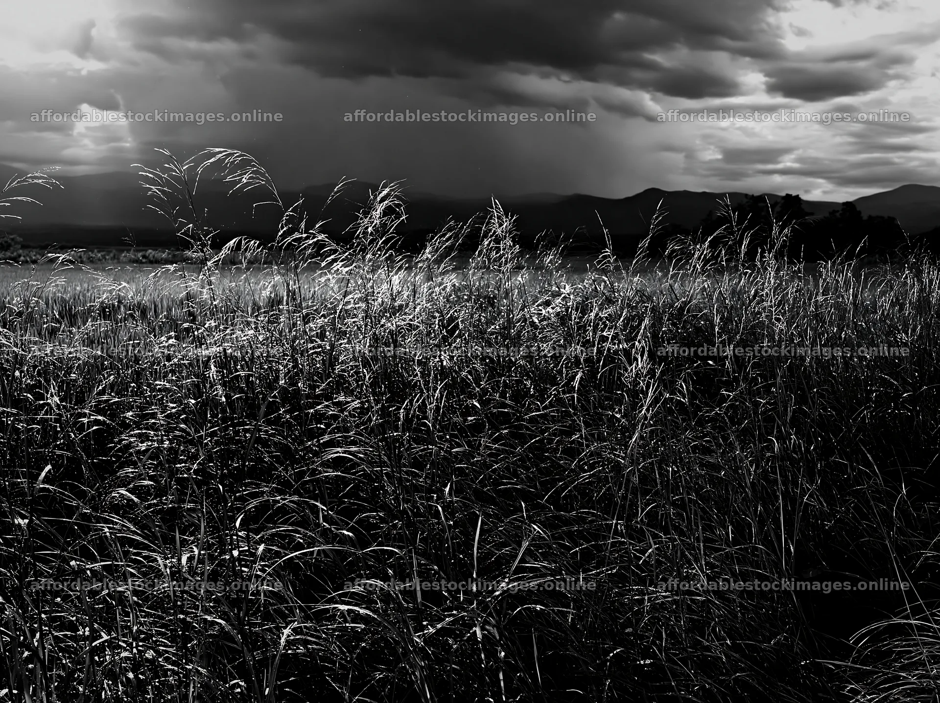 Iwate rain refreshed meadow seedhead foreground – stock images 9174x6866