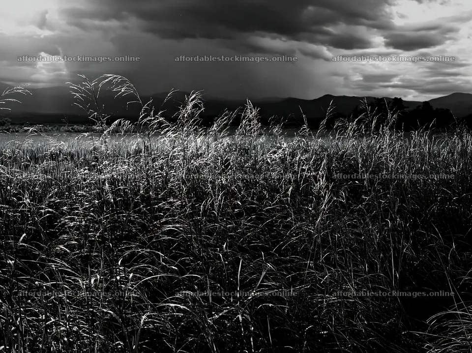 Iwate rain refreshed meadow seedhead foreground – stock images 9174x6866
