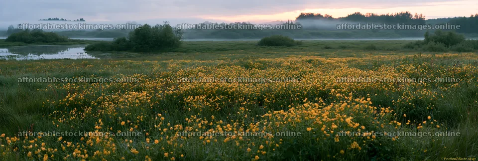 Buttercup meadow at dawn with mist over the water – stock images 13690x4602