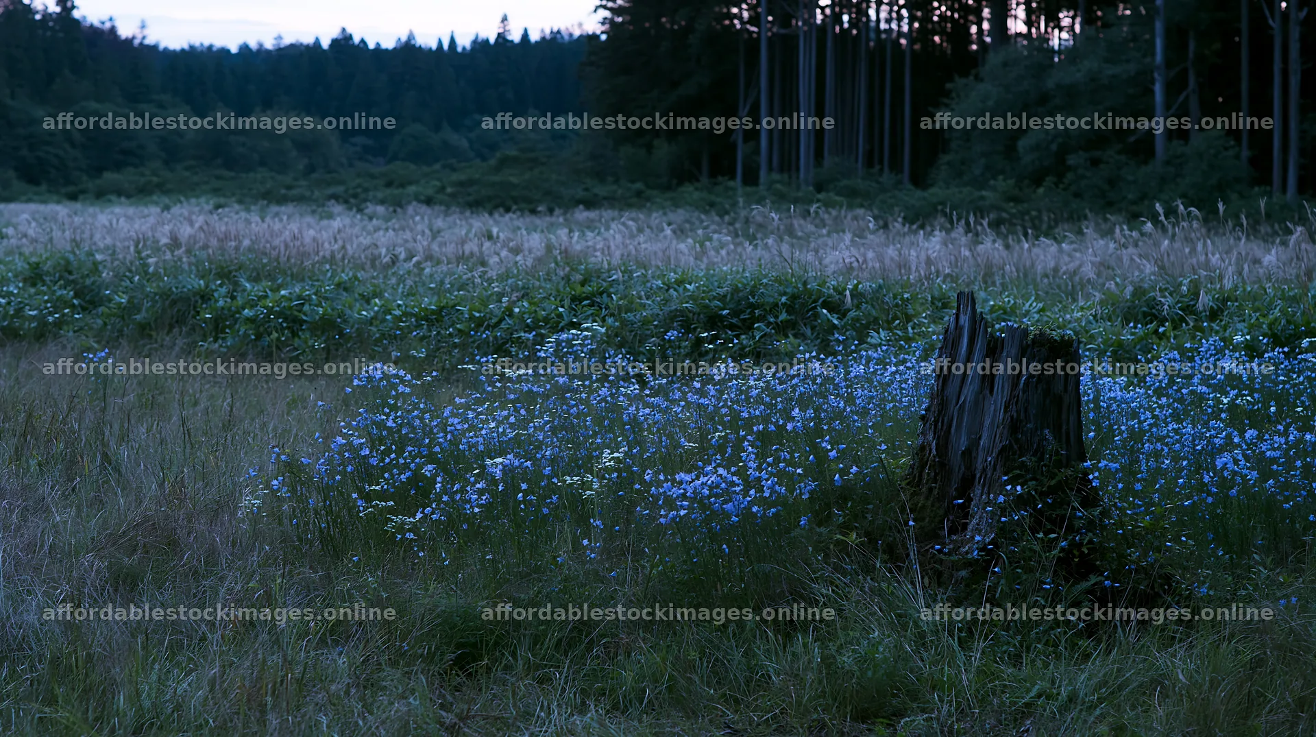 Fukushima native meadow with weathered stump – stock images 10608x5938