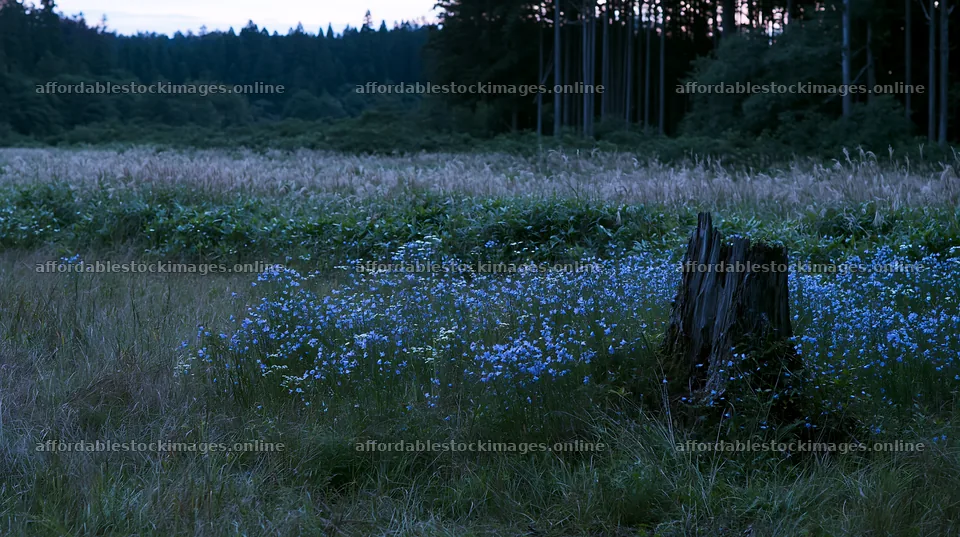 Fukushima native meadow with weathered stump – stock images 10608x5938