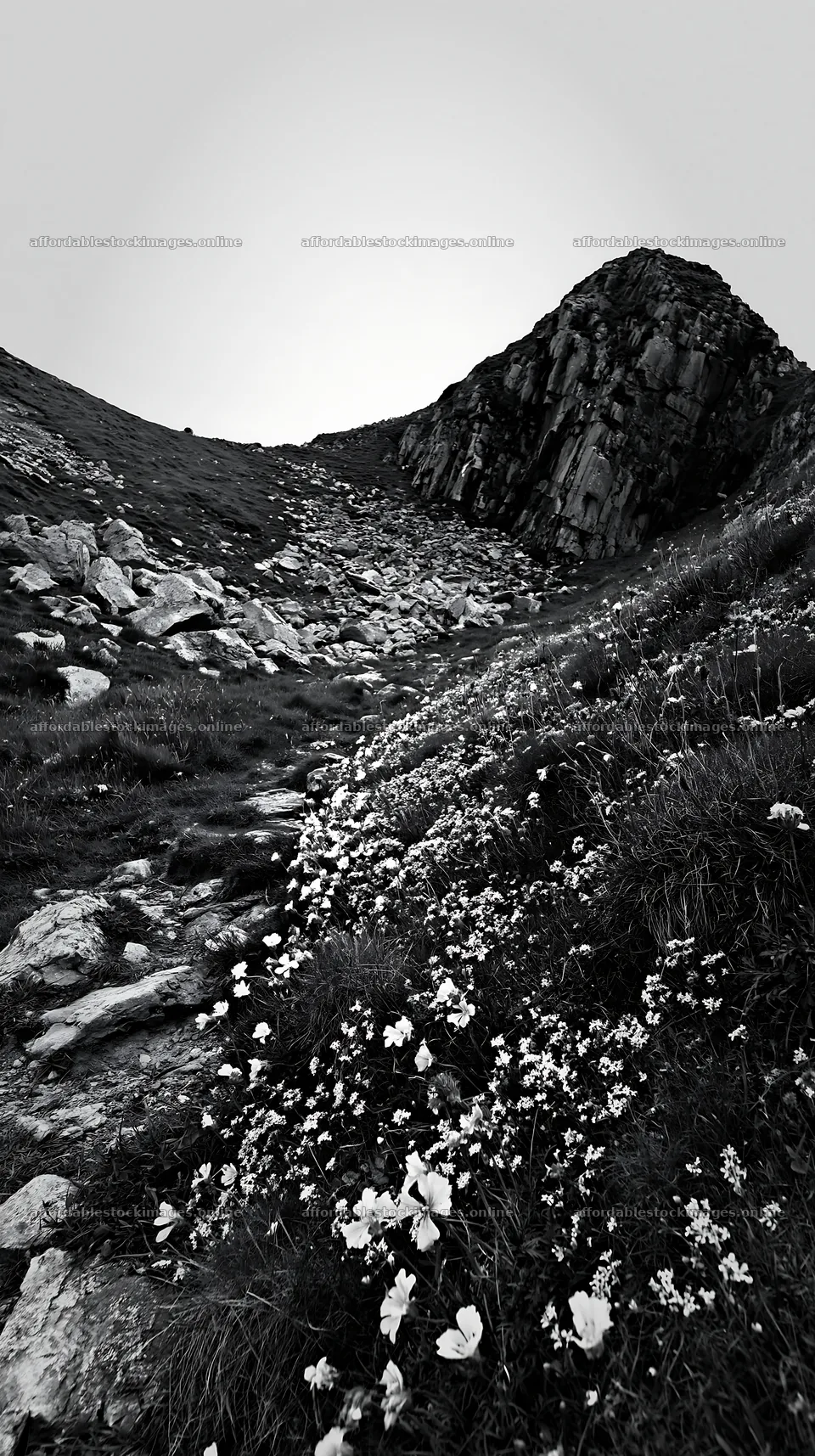 Coastal meadow flowers and rocky terrain in black and white – stock images 5938x10608