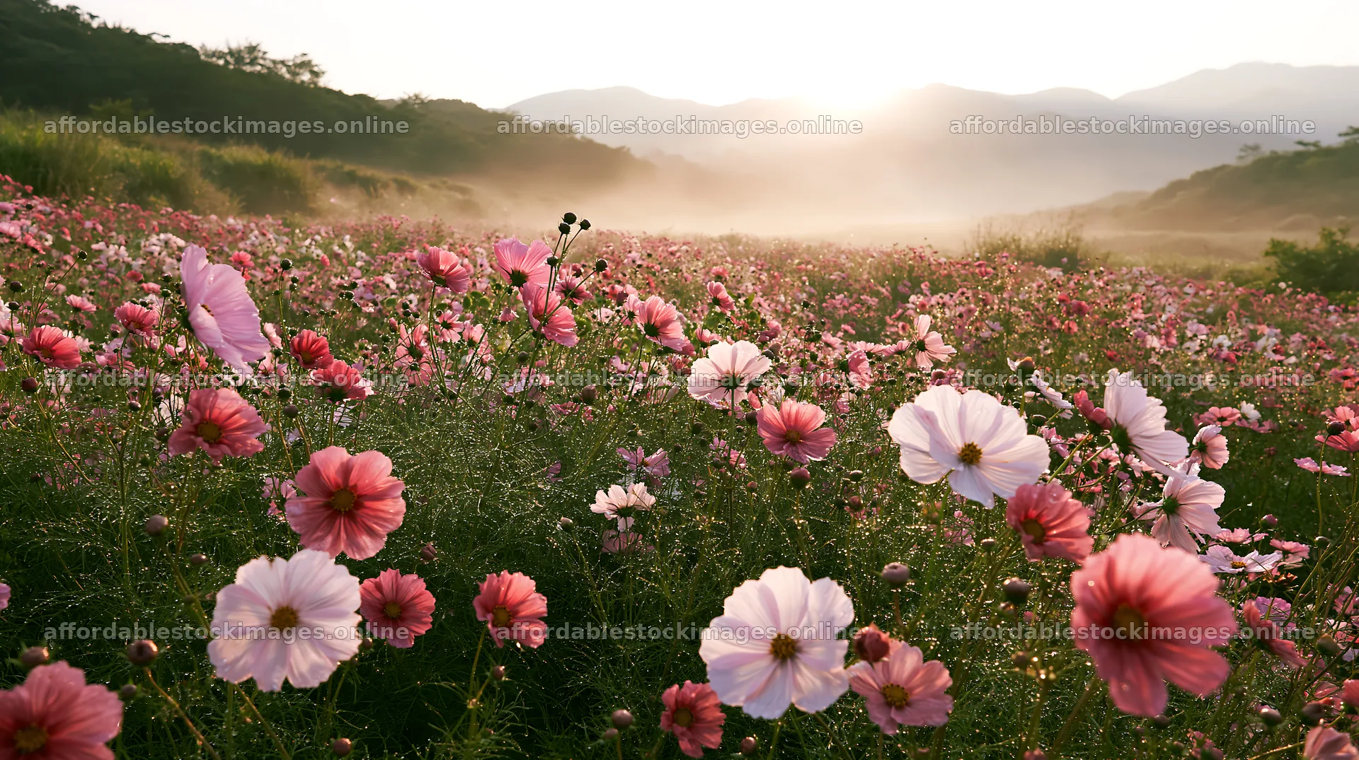 Colorful cosmos meadow with sunlight behind mountains – stock images 10608x5938