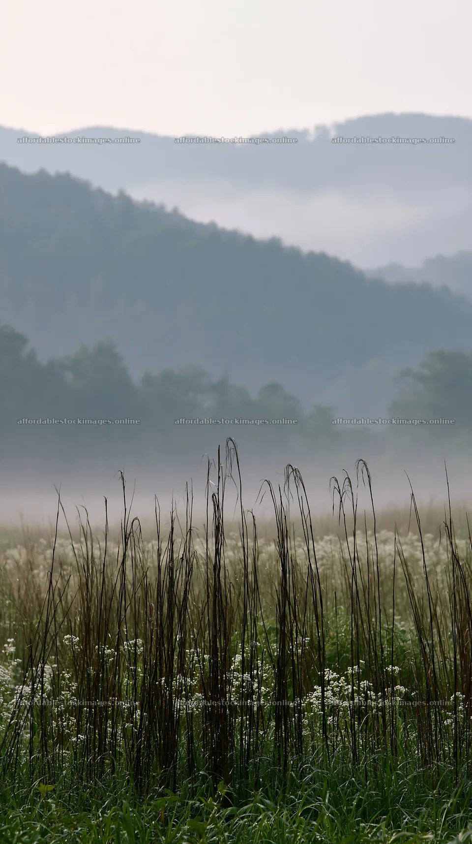 Akita snowmelt meadow with silver grasses at dawn – stock images 5938x10608