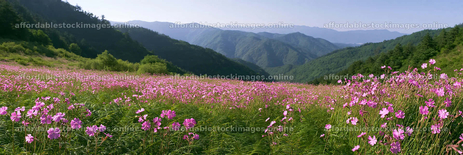 Tokushima mountain meadow with fern fronds and wildflowers – stock images 13690x4602