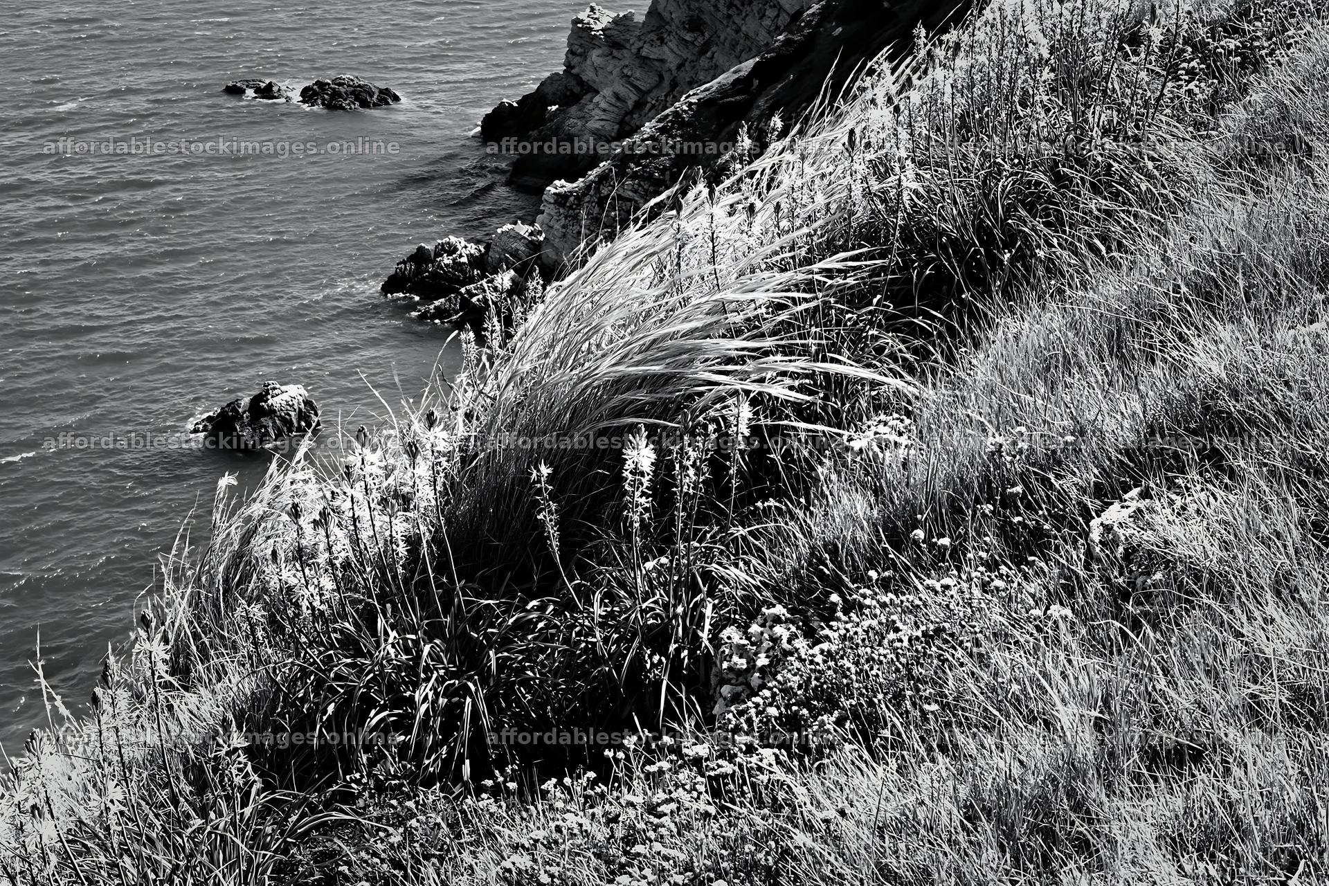 Clifftop meadow with grass and plants near the ocean – stock images 9722x6480