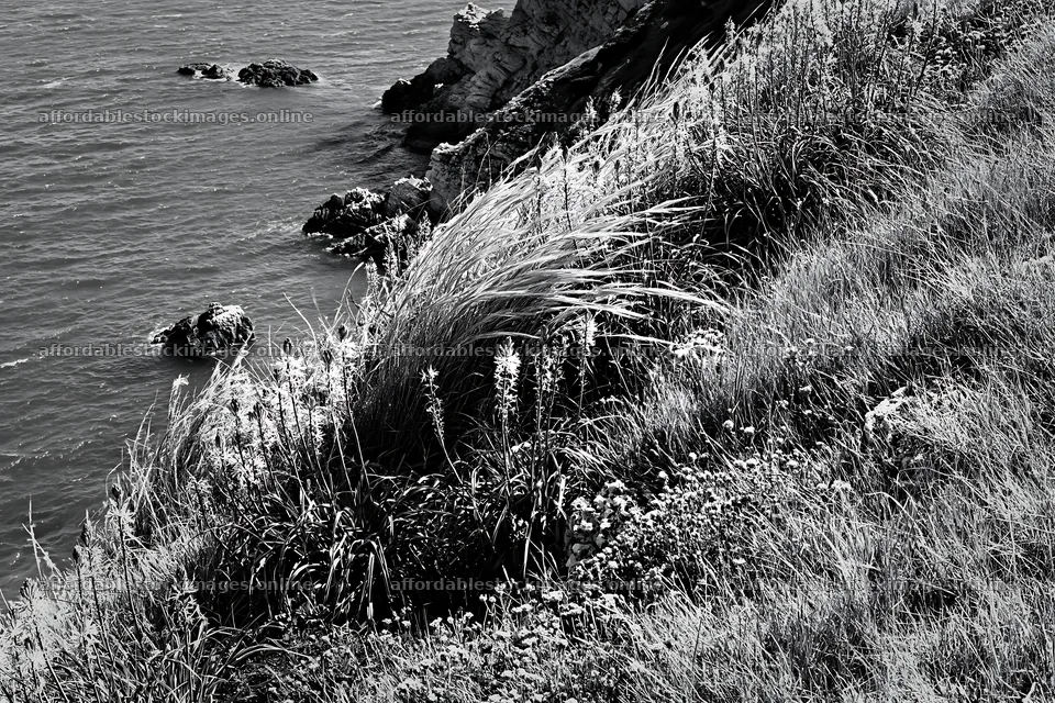 Clifftop meadow with grass and plants near the ocean – stock images 9722x6480