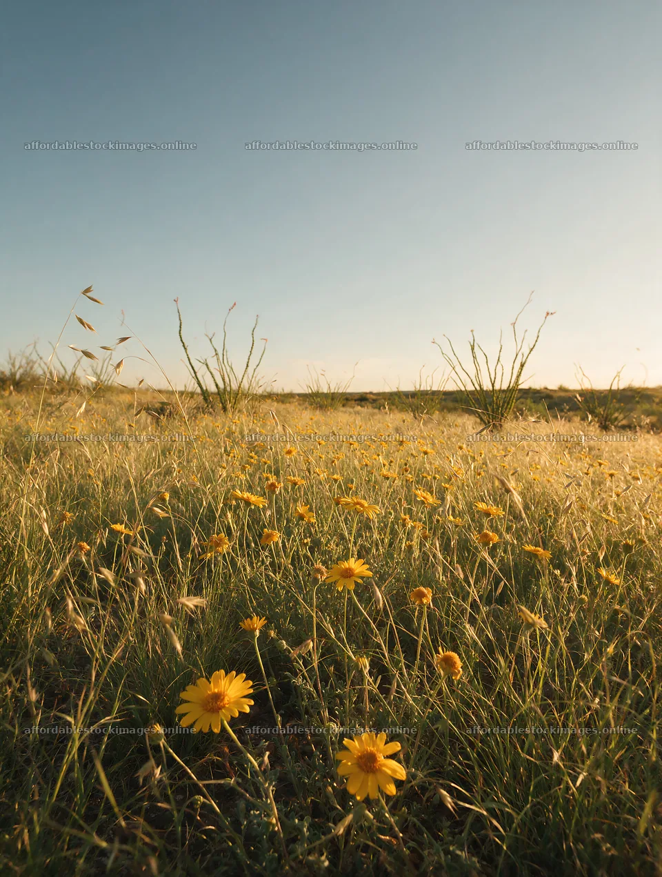 Drought-tolerant meadow with yellow flowers in open field – stock images 6898x9134