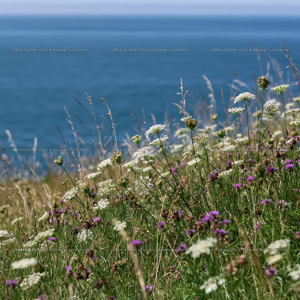 Clifftop meadow with wildflowers overlooking the ocean – stock images 7938x7938
