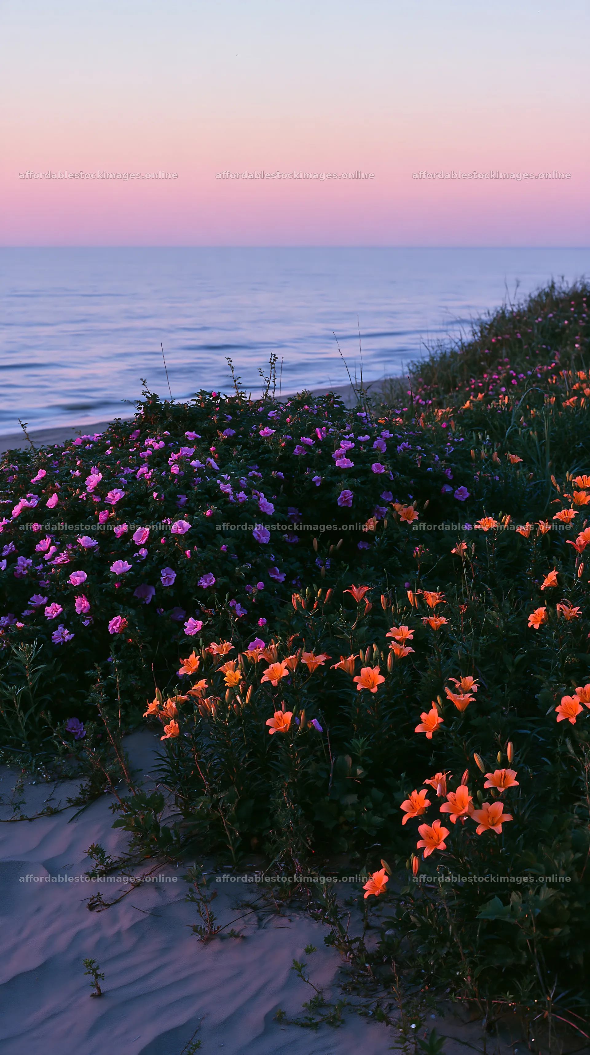 Beachside flower meadow with colorful blooms at sunset – stock images 5938x10608