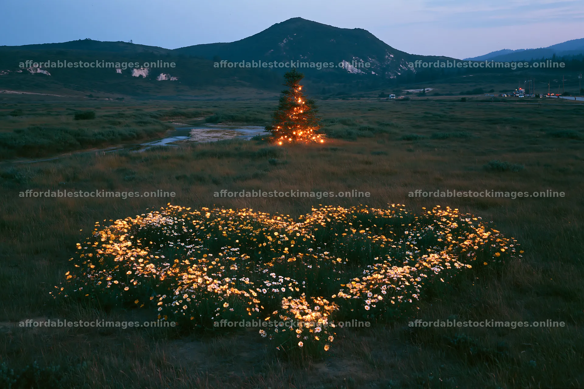 Christmas tree at dusk beside stream in meadow – stock images 9722x6480