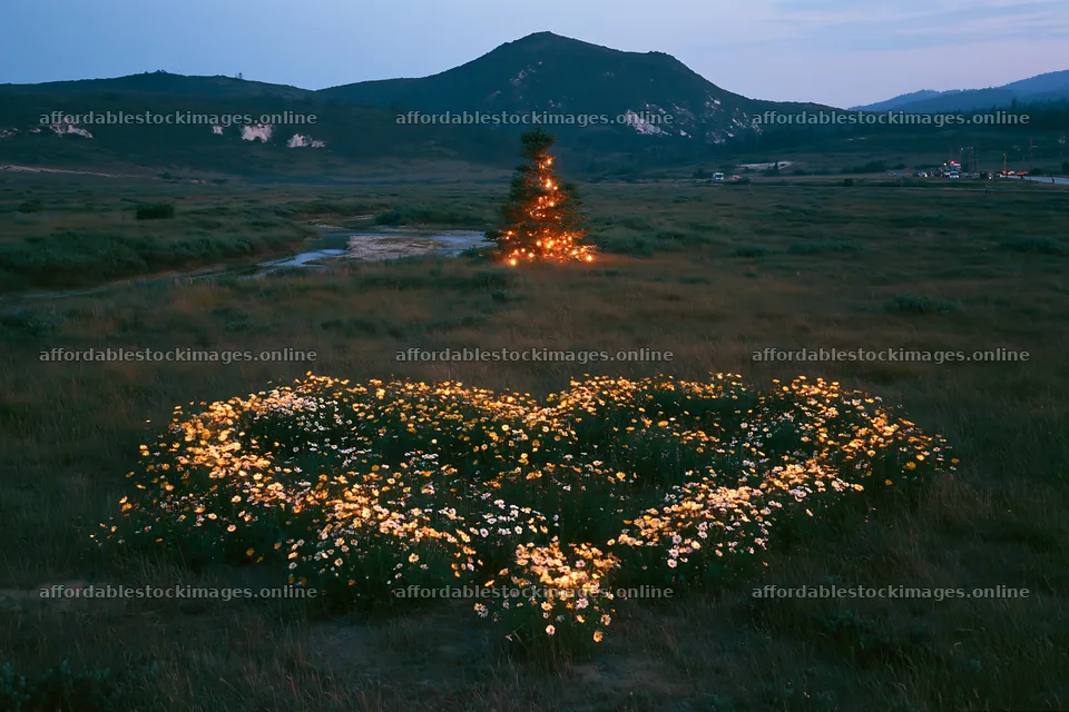 Christmas tree at dusk beside stream in meadow – stock images 9722x6480