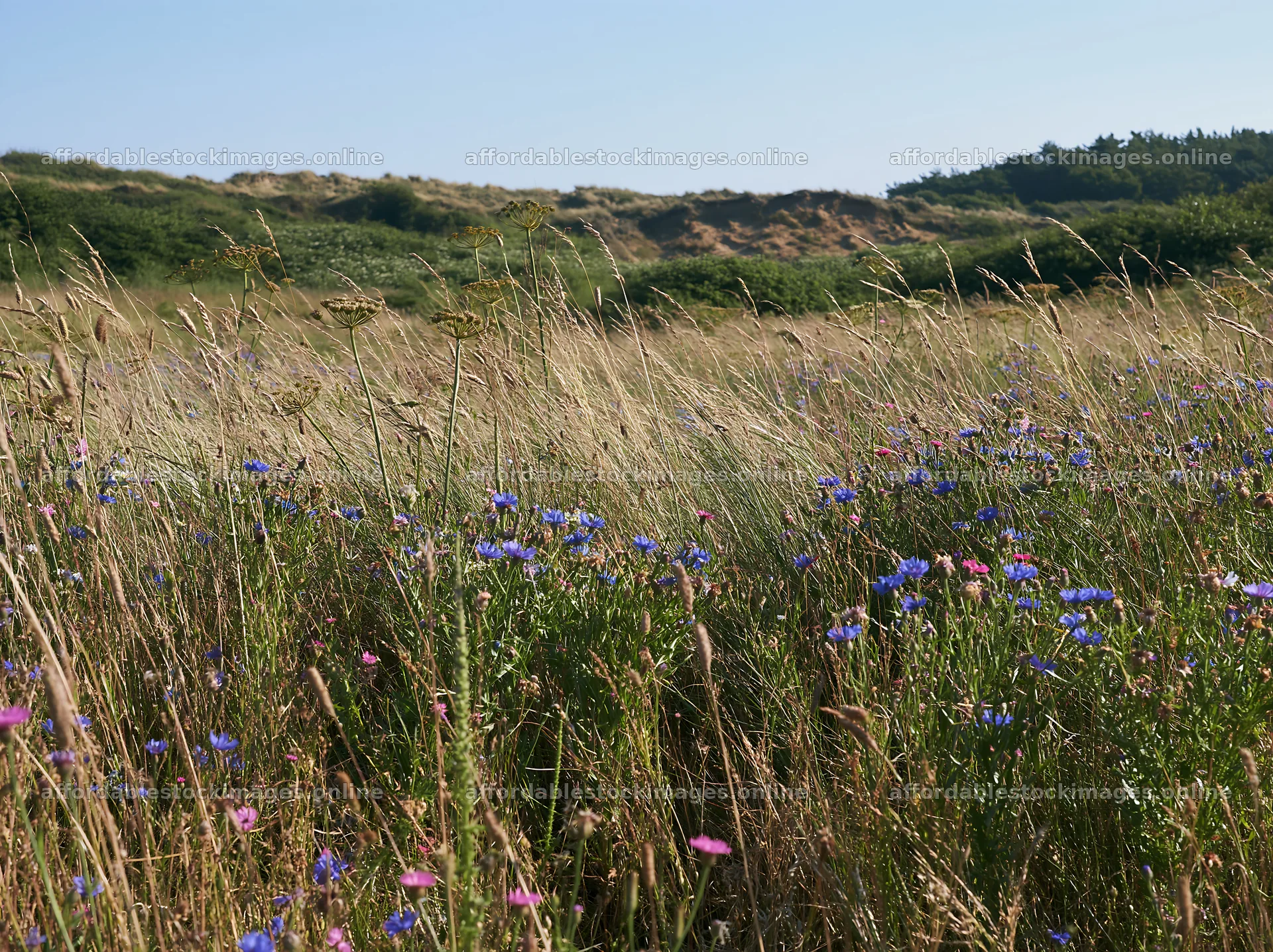 Colorful flowers in a meadow on a sunny day – stock images 9174x6866