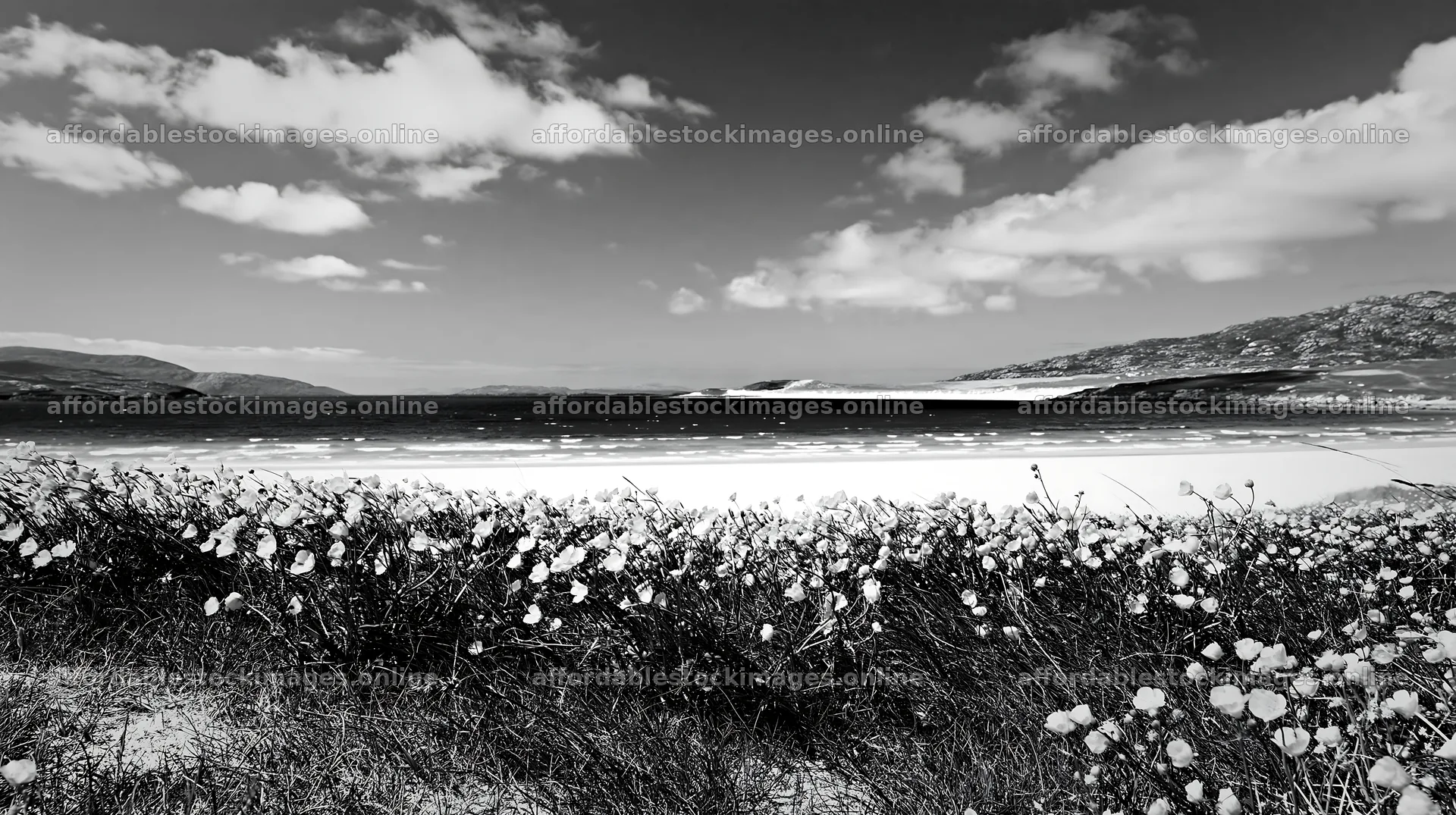 Colorful buttercup meadow by the beach under clear skies – stock images 10608x5938