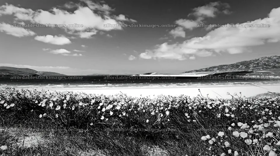 Colorful buttercup meadow by the beach under clear skies – stock images 10608x5938