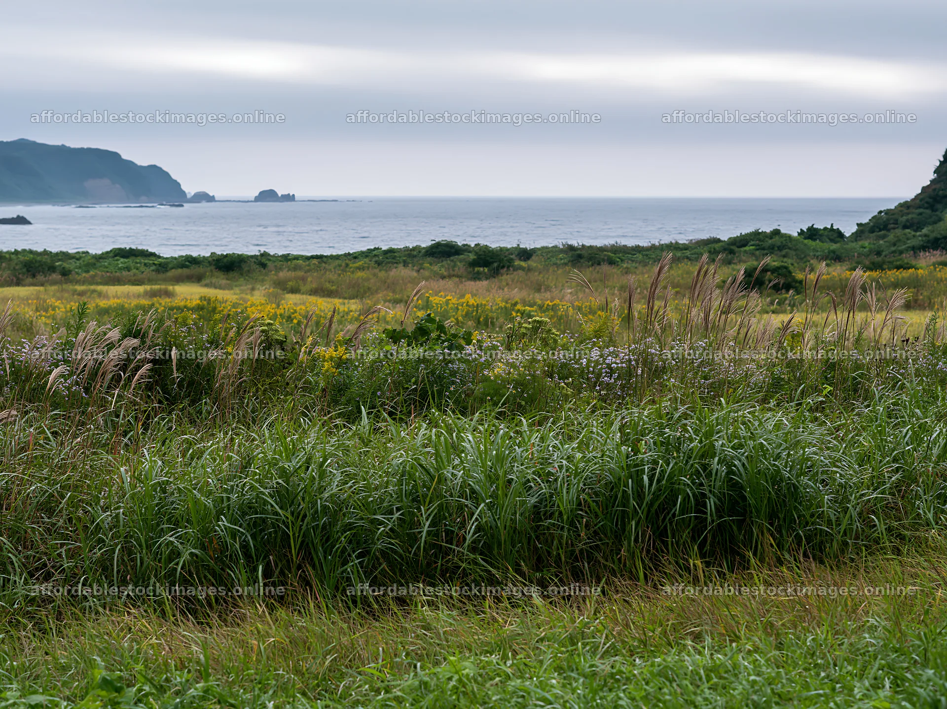 Fukui native grass meadow rain droplets enhance the landscape – stock images 9174x6866