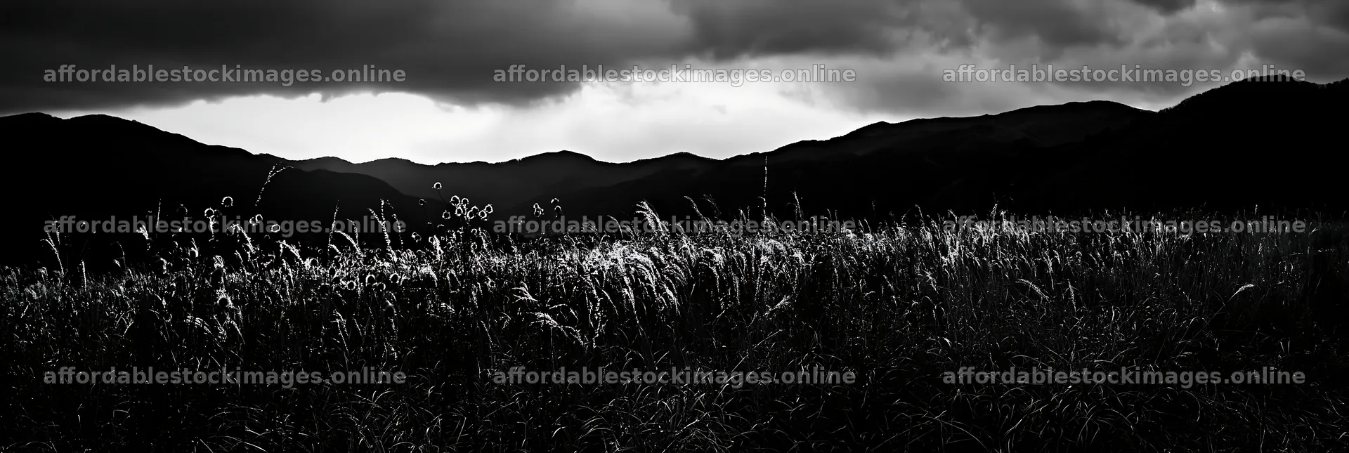 Twilight meadow in Ehime with dry seedheads – stock images 13690x4602