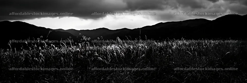 Twilight meadow in Ehime with dry seedheads – stock images 13690x4602