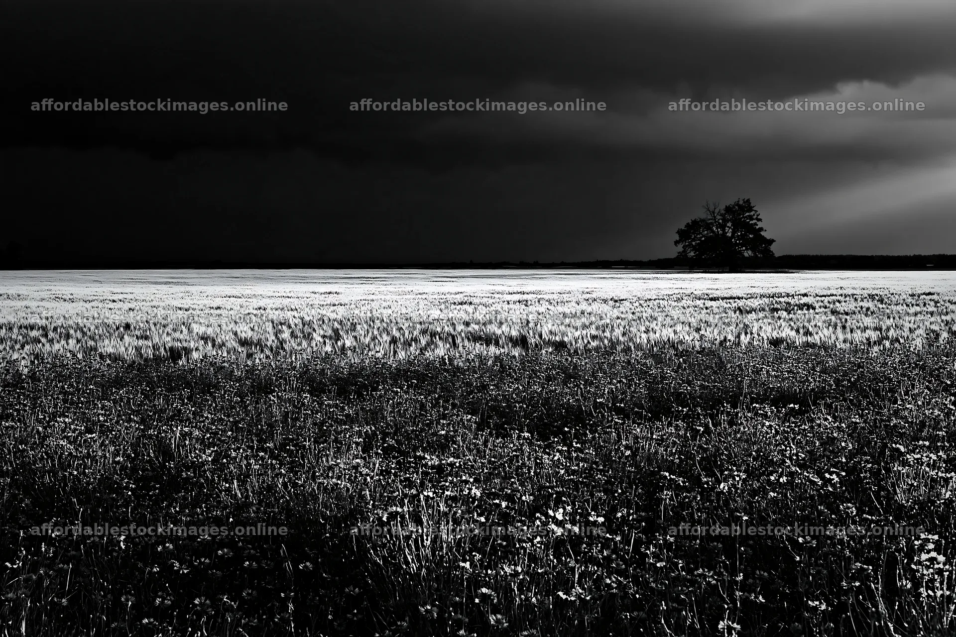 Cornflower meadow with dark sky and lone tree in the distance – stock images 9722x6480
