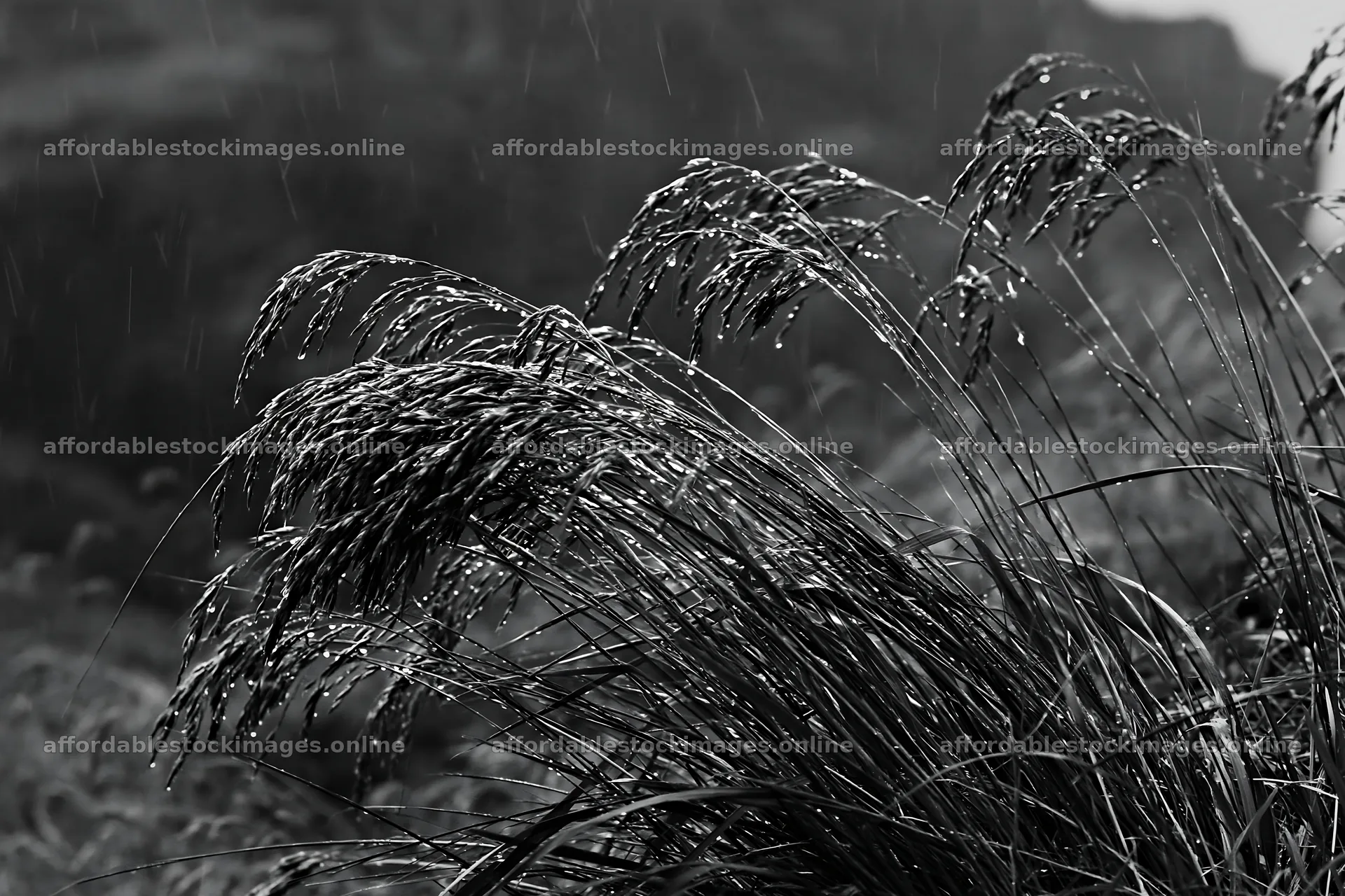 Meadow grass seedheads in black and white during rain – stock images 9722x6480