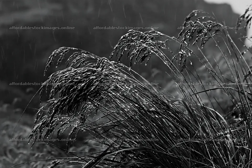 Meadow grass seedheads in black and white during rain – stock images 9722x6480