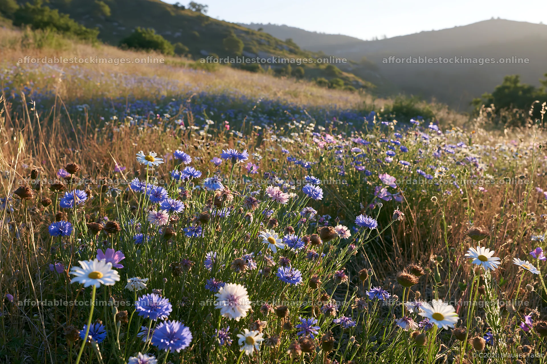 Wildflowers bloom in a regenerative meadow at sunset – stock images 9722x6480