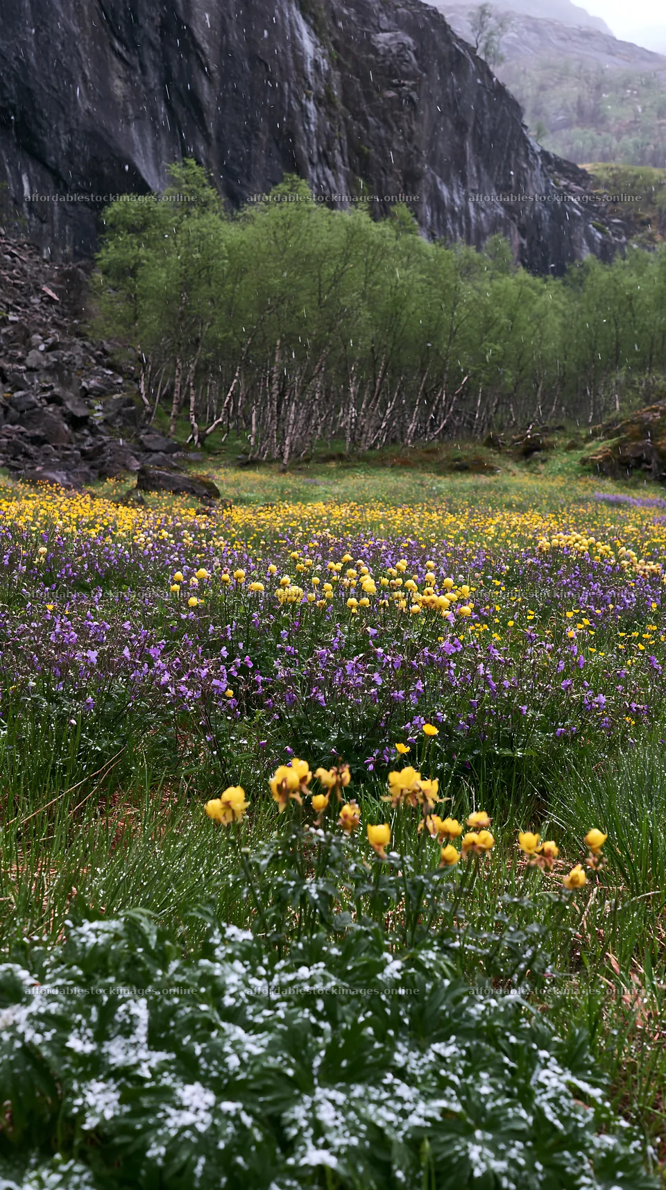 Meadow beneath crags with colorful wildflowers in spring – stock images 5938x10608