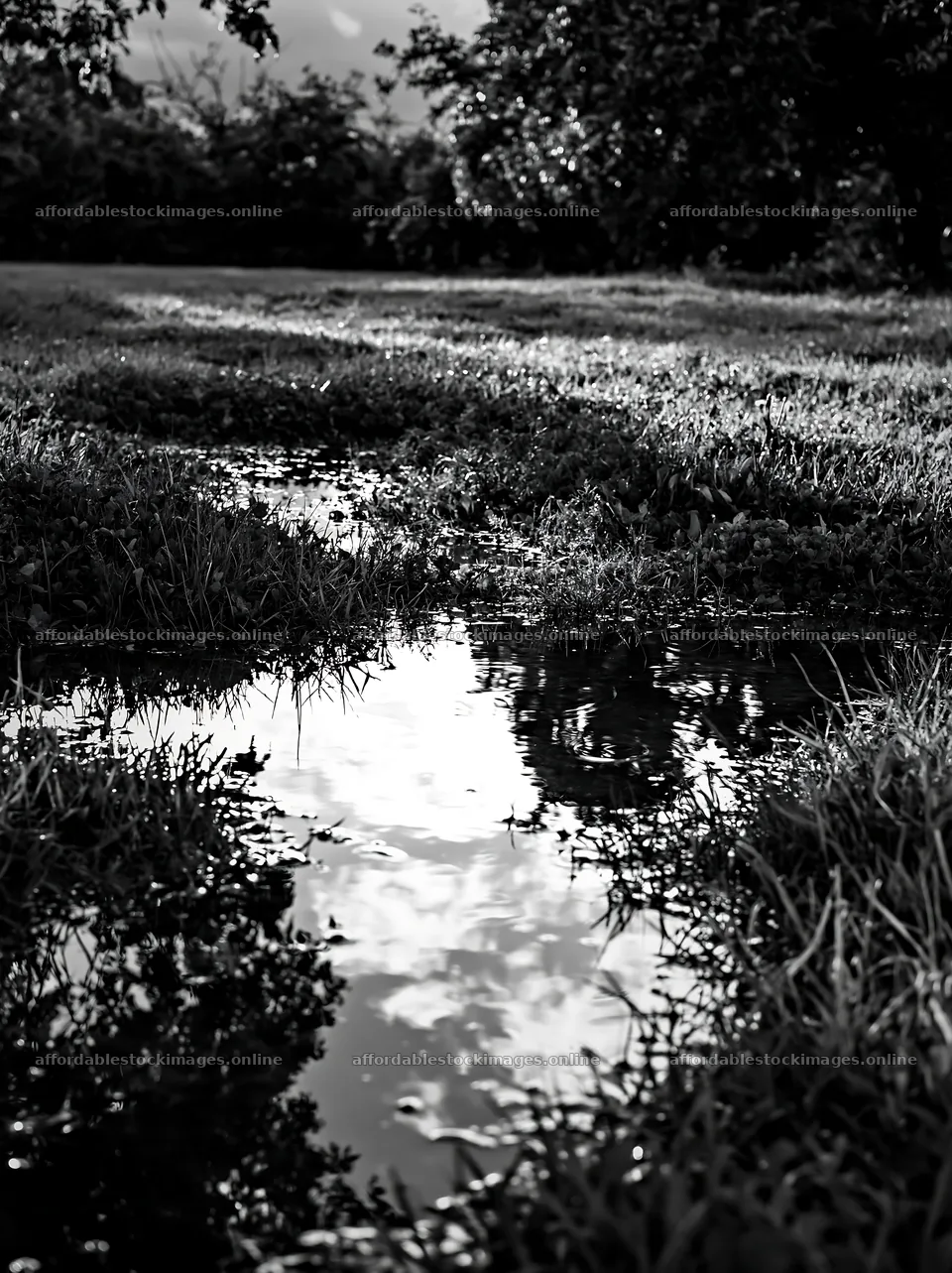 Clover meadow with reflection and standing water in black and – stock images 6866x9174