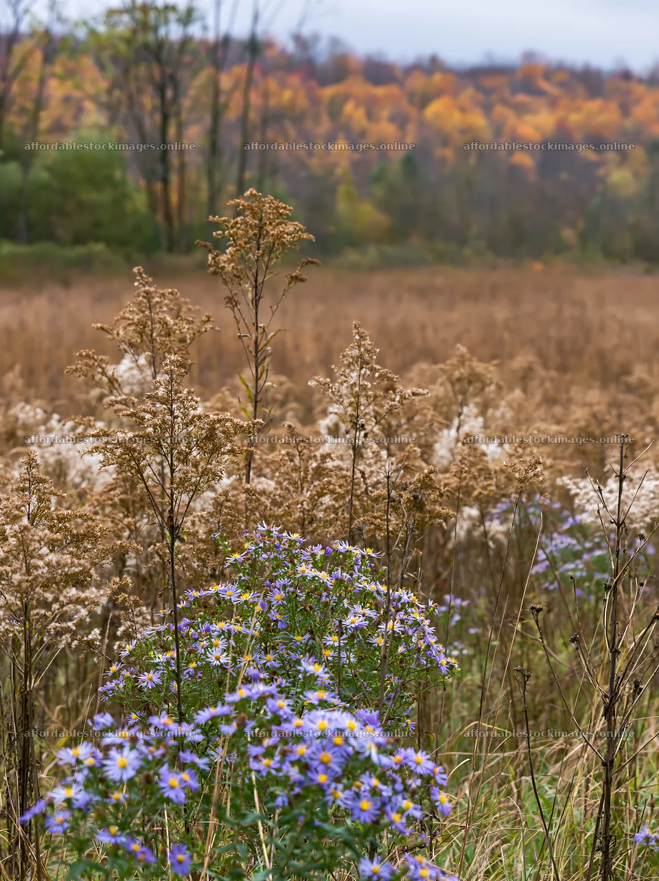 Seedhead meadow with wildflowers in a natural landscape – stock images 6866x9174