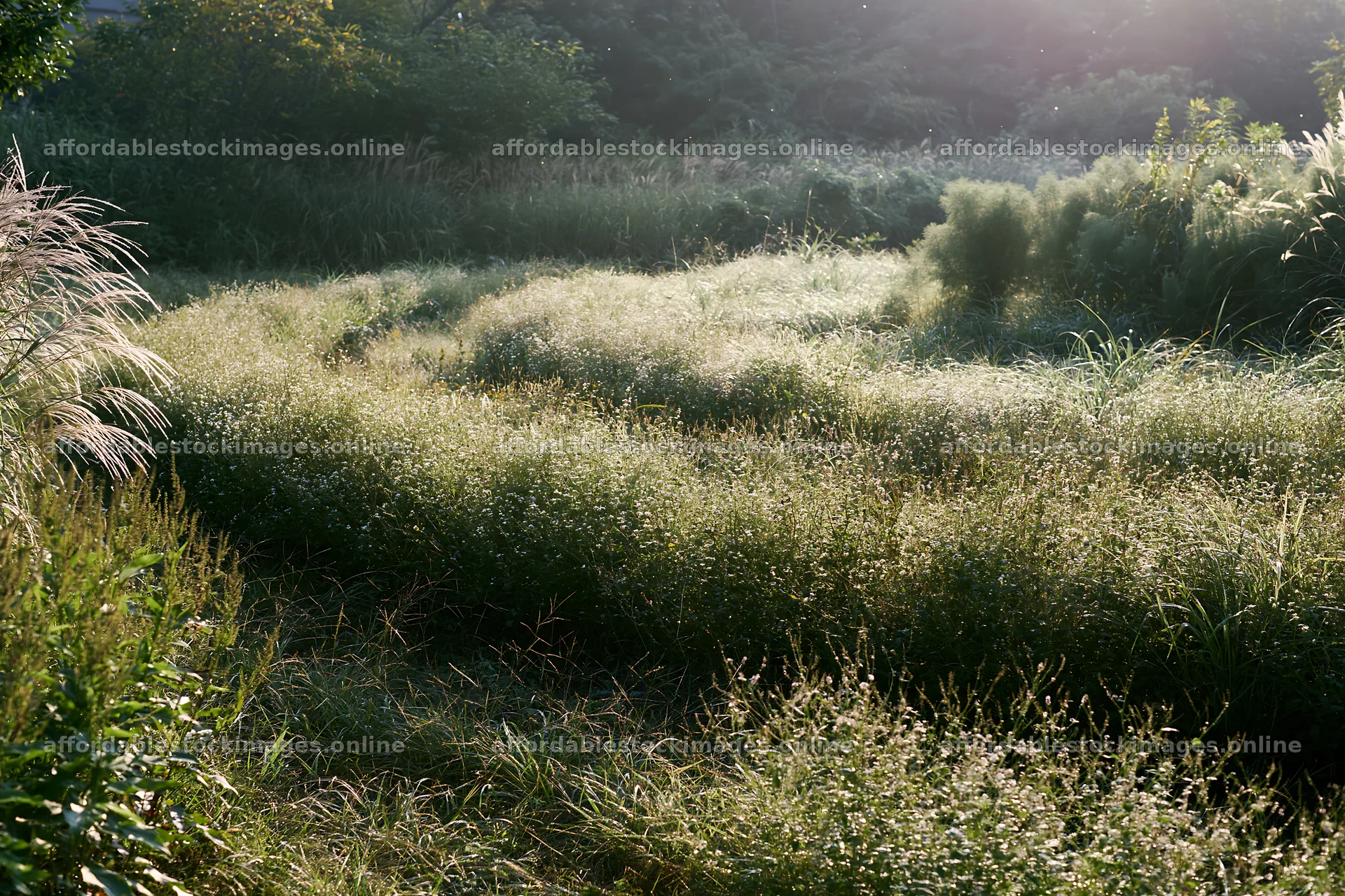 Tokyo urban biodiversity meadow with seedheads at sunrise – stock images 9722x6480