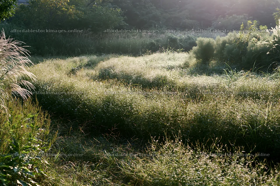 Tokyo urban biodiversity meadow with seedheads at sunrise – stock images 9722x6480